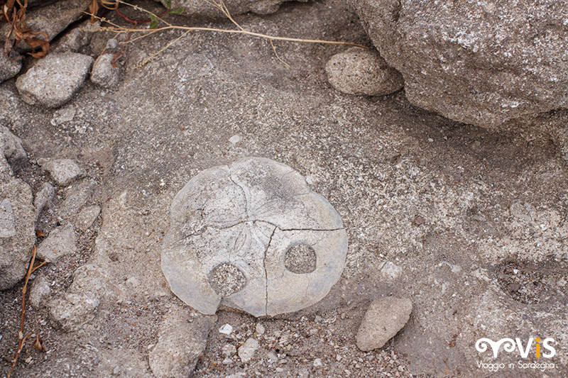 fossile di echinoderma nel lago cuga