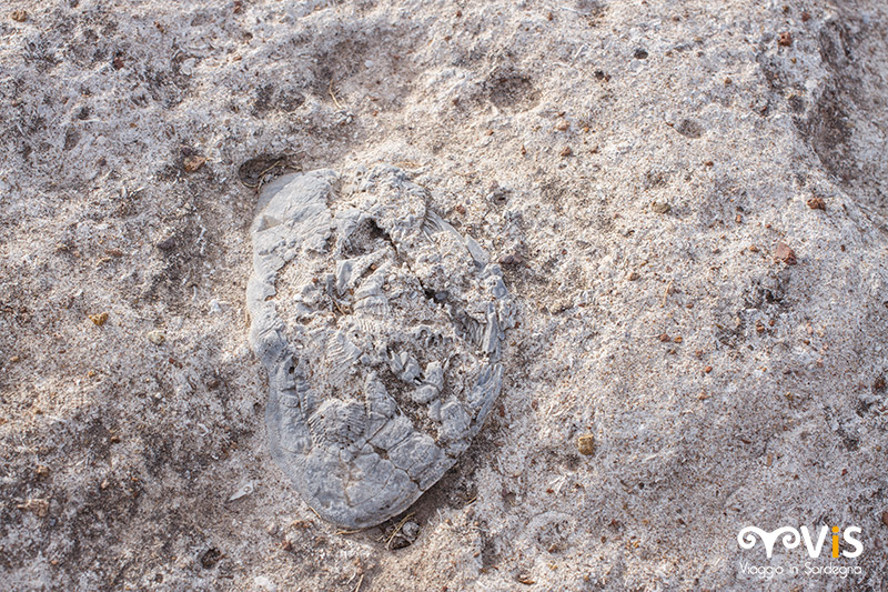 fossili nel lago cuga