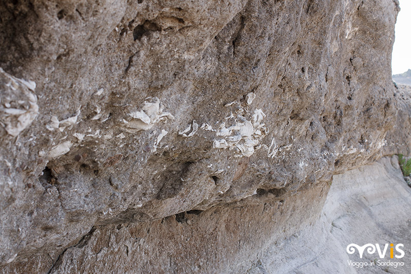 fossili nel lago cuga