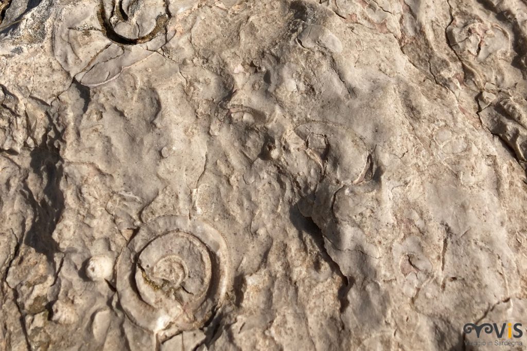 deposito di fossili a tavolara