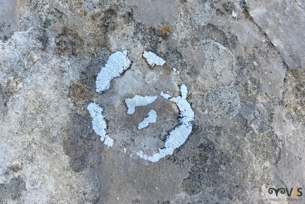licheni su fossile