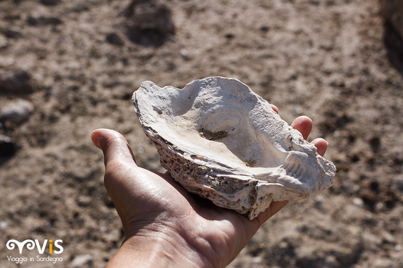 ostrica fossile nel lago cuga
