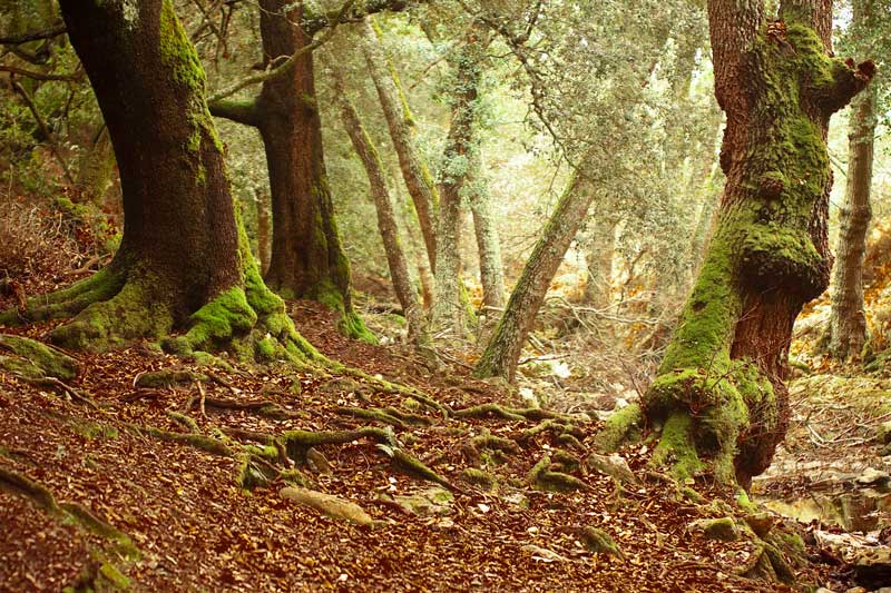 bosco di tureddu