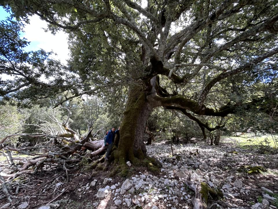 Dentro la foresta de sas vaddes