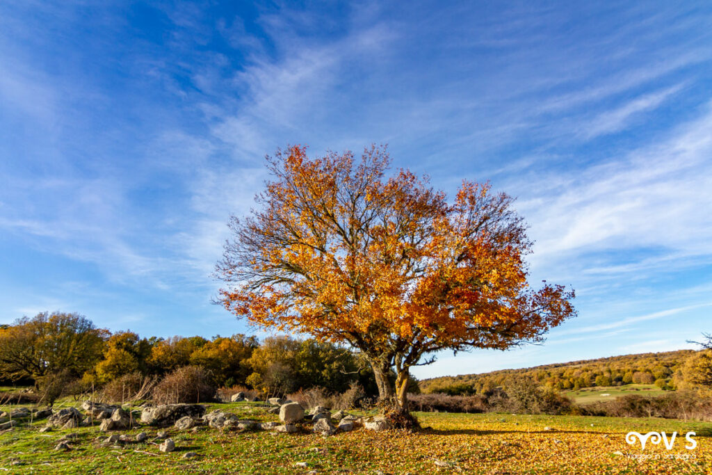Albero autunno supramonte