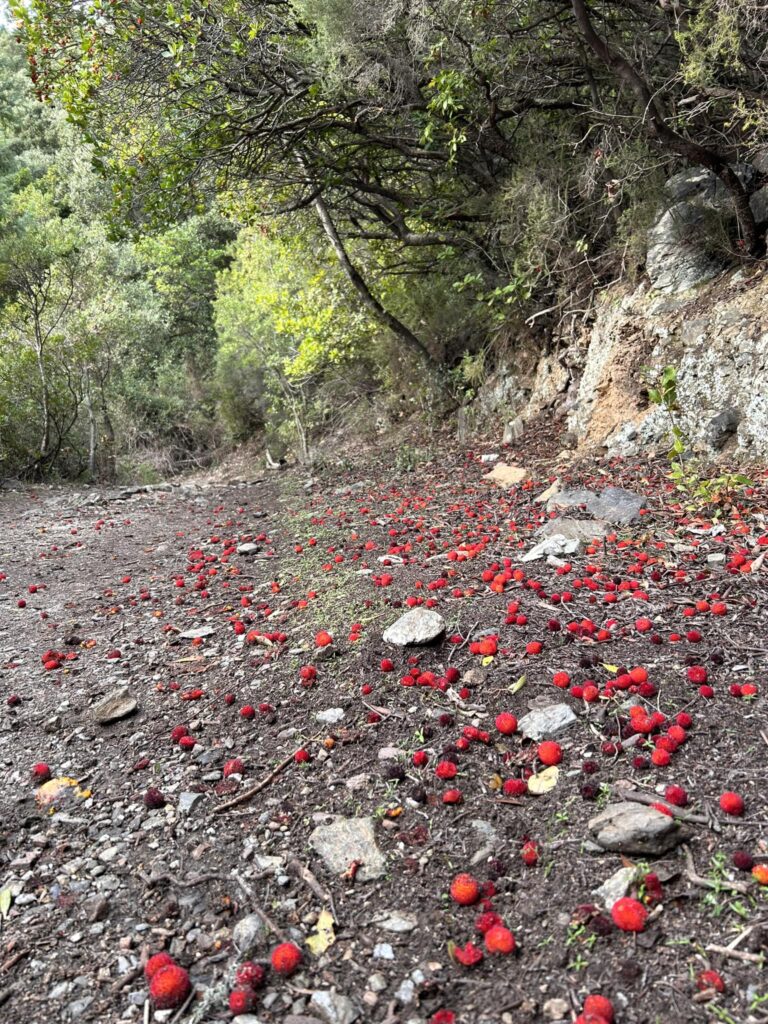 sentiero Gorropu 485 con corbezzoli